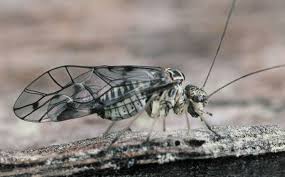 Attēlu rezultāti vaicājumam “Psocoptera”