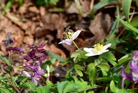 Image result for Buschwindröschen