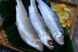 Image result for Chanos chanos