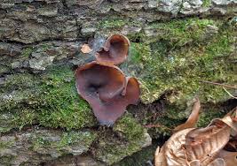 Attēlu rezultāti vaicājumam “Peziza varia”