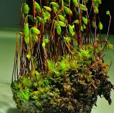 Attēlu rezultāti vaicājumam “Bryum pallescens”