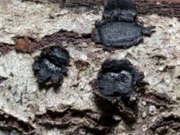 Attēlu rezultāti vaicājumam “Biscogniauxia granmoi”