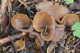 Attēlu rezultāti vaicājumam “Otidea bufonia”