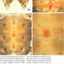 Attēlu rezultāti vaicājumam “Aradus betulae”