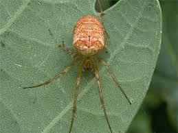 Attēlu rezultāti vaicājumam “Metellina segmentata”