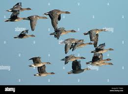 Attēlu rezultāti vaicājumam “Anser serrirostris”