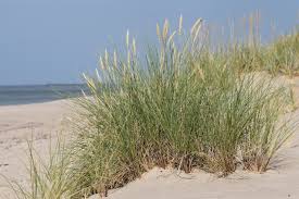 Attēlu rezultāti vaicājumam “Ammophila arenaria”