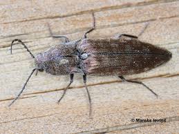 Attēlu rezultāti vaicājumam “Actenicerus sjaelandicus”