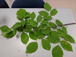 Attēlu rezultāti vaicājumam “Cladrastis kentukea leaf”