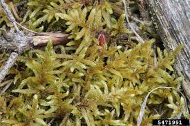 Attēlu rezultāti vaicājumam “Pleurozium schreberi”