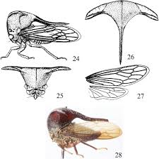 Attēlu rezultāti vaicājumam “Membracidae”
