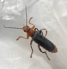 Attēlu rezultāti vaicājumam “Cantharis livida”