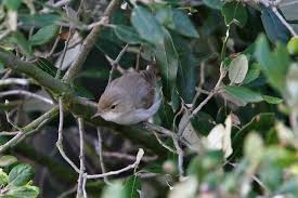 Image result for Hippolais caligata