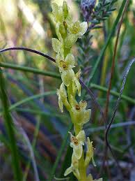 Attēlu rezultāti vaicājumam “Hammarbya paludosa flower”