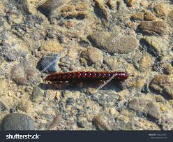 Attēlu rezultāti vaicājumam “Ommatoiulus sabulosus aimatopodus”