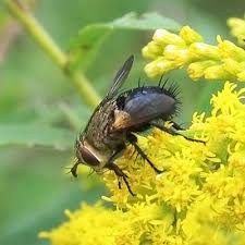 Attēlu rezultāti vaicājumam “Tachinidae”