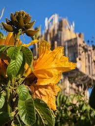 Attēlu rezultāti vaicājumam “Geranium sylvaticum bud”