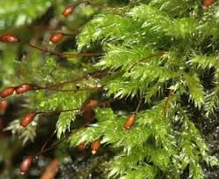 Attēlu rezultāti vaicājumam “Sciuro-hypnum”