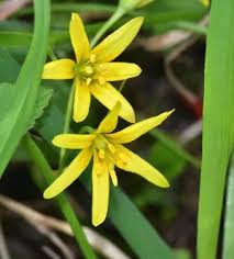 Attēlu rezultāti vaicājumam “Gagea lutea flower”
