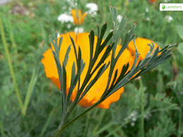 Attēlu rezultāti vaicājumam “Eschscholzia californica leaf”