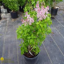 Attēlu rezultāti vaicājumam “Syringa vulgaris”