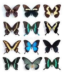 Attēlu rezultāti vaicājumam “Papilionidae”