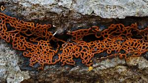 Attēlu rezultāti vaicājumam “myxomicetes”