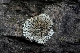 Attēlu rezultāti vaicājumam “Phaeophyscia orbicularis”