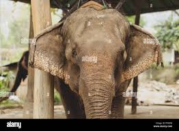 Image result for sad elephant