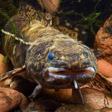 Image result for Lota lota