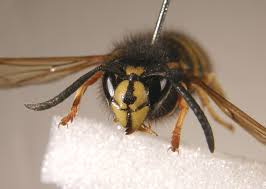 Attēlu rezultāti vaicājumam “Vespula rufa”