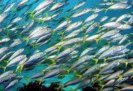 Image result for Trachurus trachurus