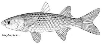 Image result for Mugil liza