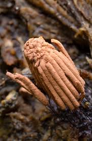 Attēlu rezultāti vaicājumam “Stemonitis foliicola stalked”