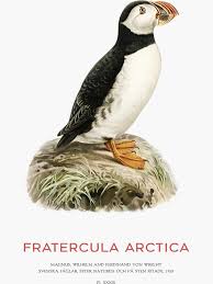 Image result for Fratercula arctica