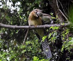 Image result for Cuckoos Pétanque Club