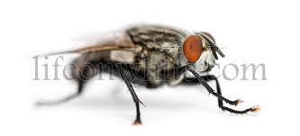 Attēlu rezultāti vaicājumam “Sarcophagidae”