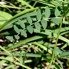 Attēlu rezultāti vaicājumam “Vicia sylvatica bud”