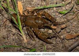 Attēlu rezultāti vaicājumam “Astacus astacus”