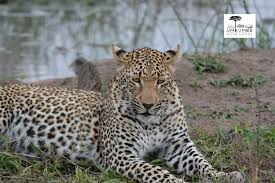 Attēlu rezultāti vaicājumam “Lycogala leopardinum young”