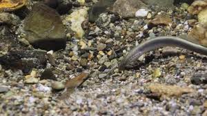 Attēlu rezultāti vaicājumam “Lampetra planeri”