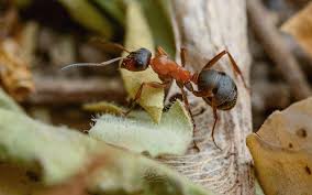 Attēlu rezultāti vaicājumam “Formica rufa”