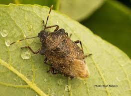 Attēlu rezultāti vaicājumam “Troilus luridus”