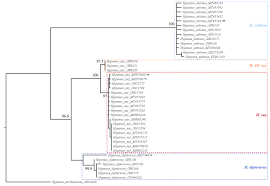 Image result for Hypanus say