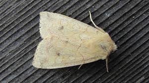 Attēlu rezultāti vaicājumam “Enargia paleacea”