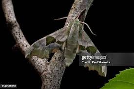 Attēlu rezultāti vaicājumam “Mimas tiliae”