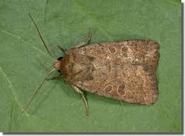 Attēlu rezultāti vaicājumam “Hoplodrina octogenaria”