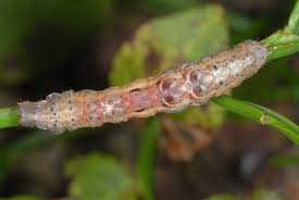 Attēlu rezultāti vaicājumam “Selenia dentaria larva”