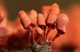 Attēlu rezultāti vaicājumam “Arcyria denudata stalked”