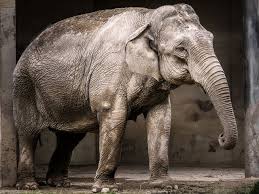 Image result for sad elephant